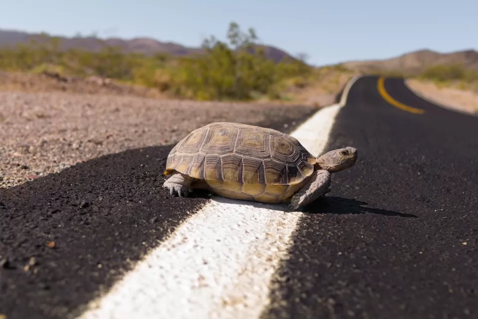 Desert tortoise on asphalt road.